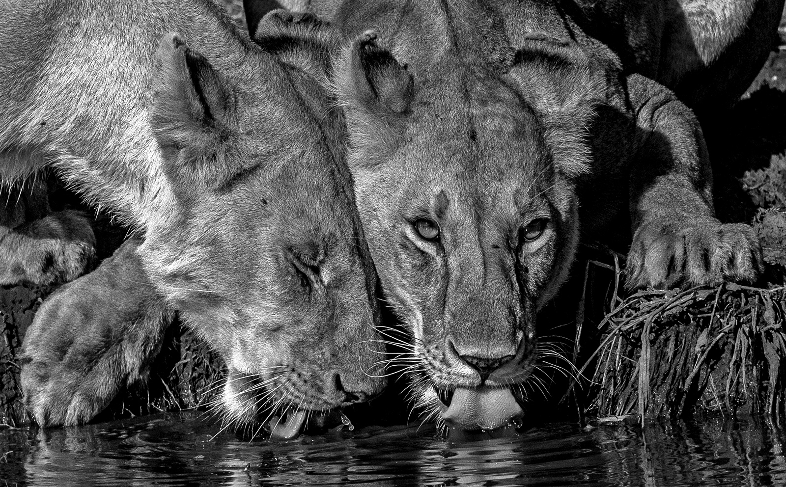 Thirsty Lionesses, Masai Mara, Kenya
